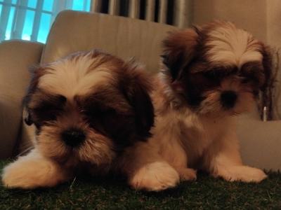 Stunning Shih Tzu puppies in Leitrim