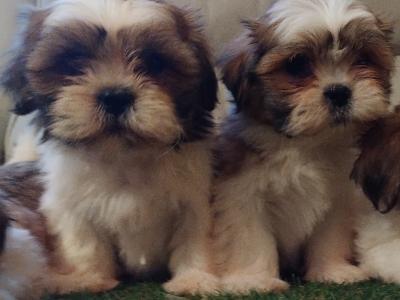 Stunning Shih Tzu puppies in Leitrim