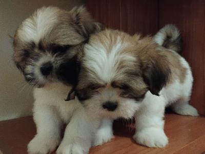 Stunning Shih Tzu puppies in Leitrim