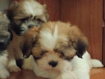 Stunning Shih Tzu puppies in Leitrim