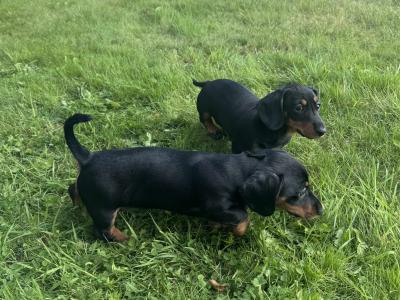 1 IKC Registered female miniature Dachshund puppy in Cork