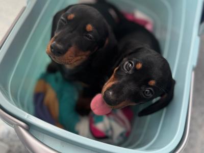 1 IKC Registered female miniature Dachshund puppy in Cork