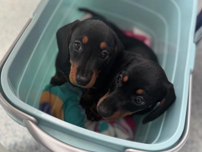 1 IKC Registered female miniature Dachshund puppy in Cork
