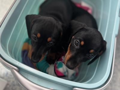 1 IKC Registered female miniature Dachshund puppy in Cork