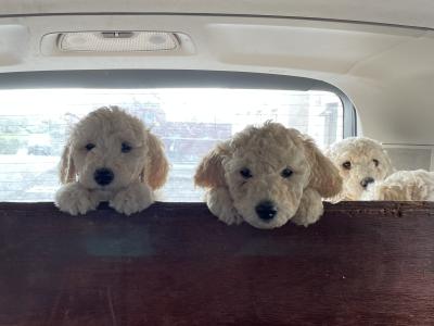 Standard Poodles in Tyrone