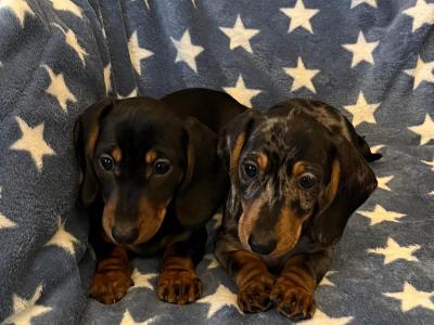 Miniature Dachshund puppies in Cavan 💫 🧬genetically health tested Mammy 🧬