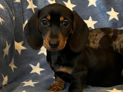 Miniature Dachshund puppies in Cavan 💫 🧬genetically health tested Mammy 🧬