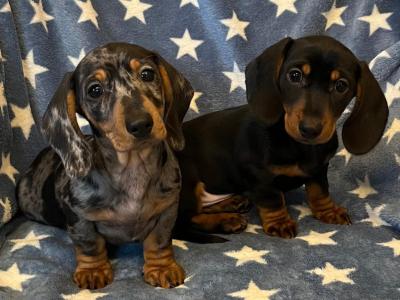 Miniature Dachshund puppies in Cavan 💫 🧬genetically health tested Mammy 🧬