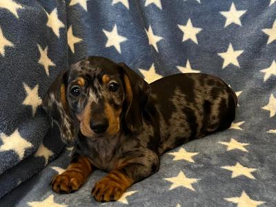Miniature Dachshund puppies in Cavan 💫 🧬genetically health tested Mammy 🧬