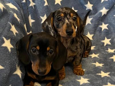 Miniature Dachshund puppies in Cavan 💫 🧬genetically health tested Mammy 🧬