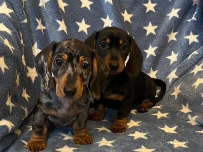 Miniature Dachshund puppies in Cavan 💫 🧬genetically health tested Mammy 🧬