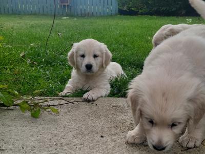 3 beautiful Golden Retriever puppies in Laois