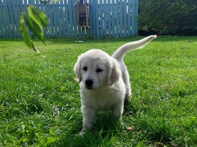 3 beautiful Golden Retriever puppies in Laois