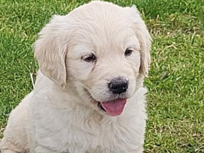 3 beautiful Golden Retriever puppies in Laois
