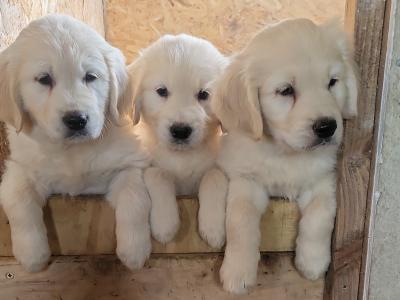 3 beautiful Golden Retriever puppies in Laois