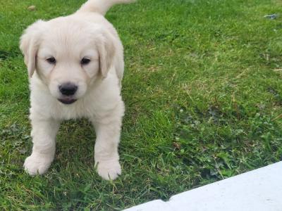 3 beautiful Golden Retriever puppies in Laois