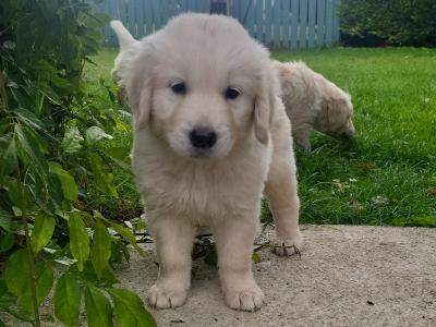 3 beautiful Golden Retriever puppies in Laois