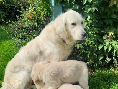 3 beautiful Golden Retriever puppies in Laois