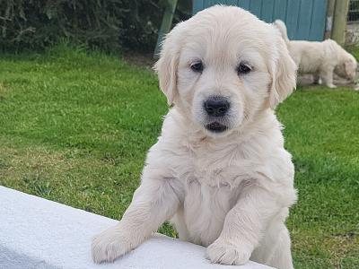 3 beautiful Golden Retriever puppies in Laois