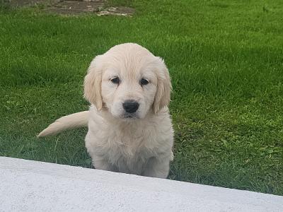 3 beautiful Golden Retriever puppies in Laois