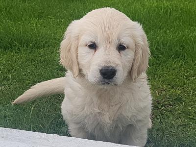 1 beautiful Male Golden Retriever puppy in Laois