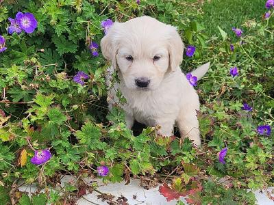 3 beautiful Golden Retriever puppies in Laois