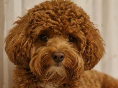 Cava red toy cavapoo F1b,proven🐾
