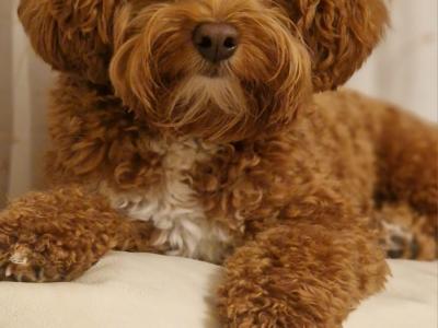 Cava red toy cavapoo F1b,proven🐾