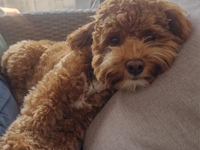 Cava red toy cavapoo F1b,proven🐾