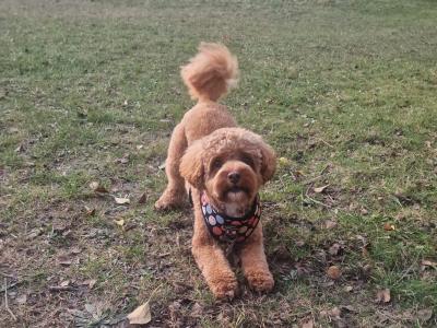 Cava red toy cavapoo F1b,proven🐾