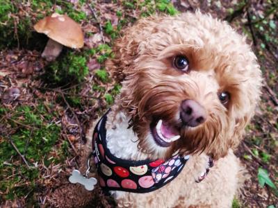 Cava red toy cavapoo F1b,proven🐾