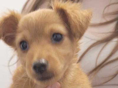Lovely Pinscher X Miniature Dobermann puppies in Sligo