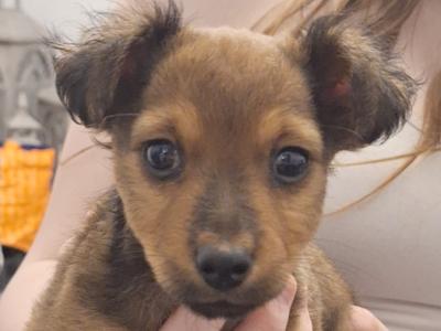 Lovely Pinscher X Miniature Dobermann puppies in Sligo