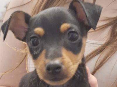 Lovely Pinscher X Miniature Dobermann puppies in Sligo