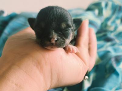 Chihuahua puppies in Dublin Purebred
