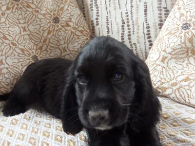 Cocker Spaniel puppies for sale in Laois