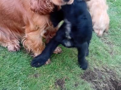 Cocker Spaniel puppies for sale in Laois