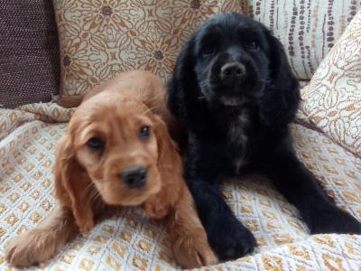 Cocker Spaniel puppies for sale in Laois