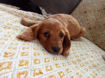 Cocker Spaniel puppies for sale in Laois