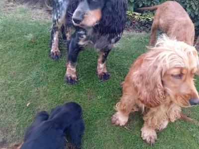 Cocker Spaniel puppies for sale in Laois