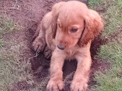Cocker Spaniel puppies for sale in Laois