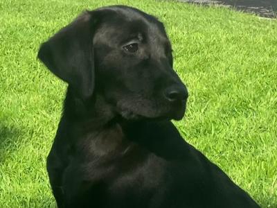 Pedigree IKC Registered Labrador puppies in Kilkenny