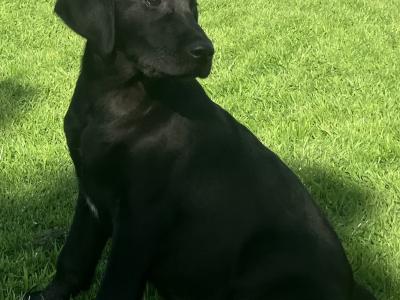 Pedigree Labrador pups