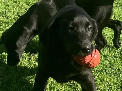 Pedigree Labrador pups