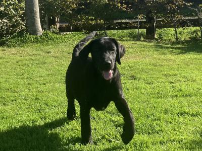 Pedigree Labrador pups
