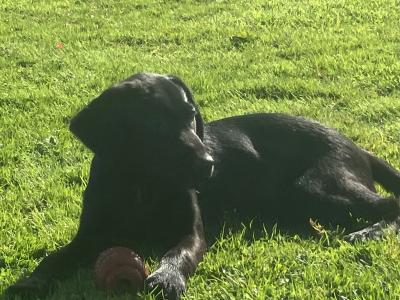 Pedigree Labrador pups
