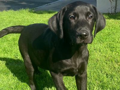 Pedigree IKC Registered Labrador puppies in Kilkenny