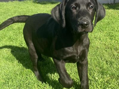 Pedigree Labrador pups
