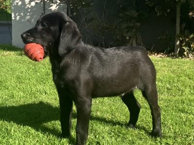 Pedigree Labrador pups