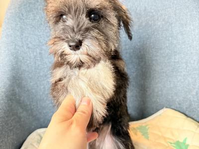 Beautiful IKC Registered miniature Schnauzer puppies in Greystones